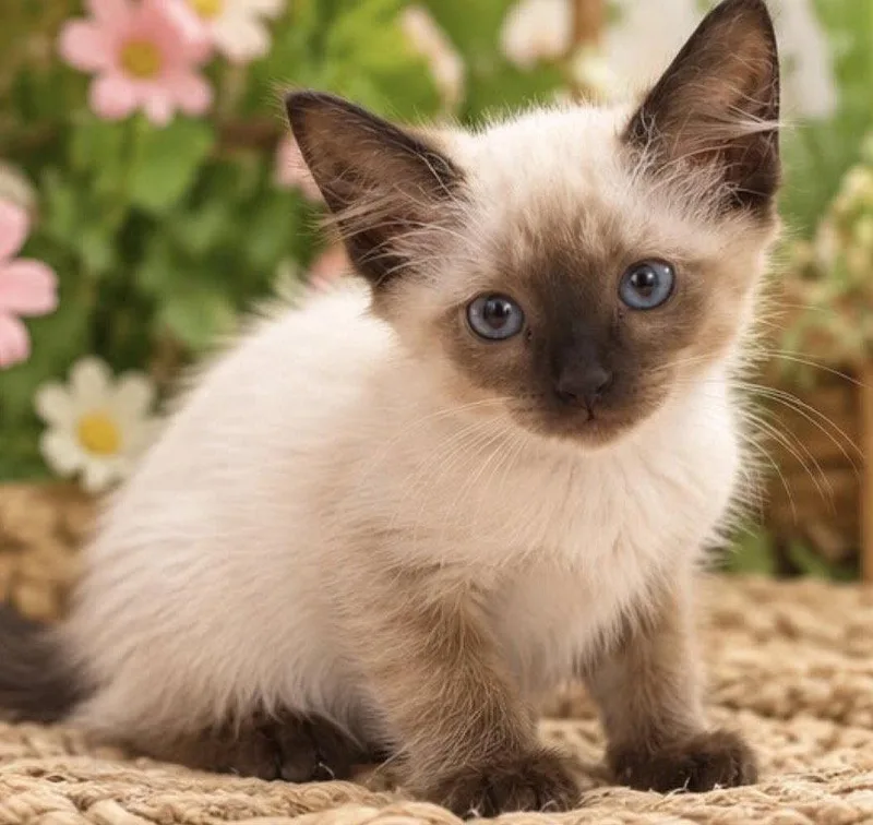 A young medium-sized female Siamese cat named Musketeer for adoption in Margate, FL