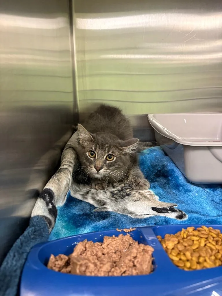 A baby medium-sized male Domestic Long Hair cat named Haze for adoption in La Porte, IN
