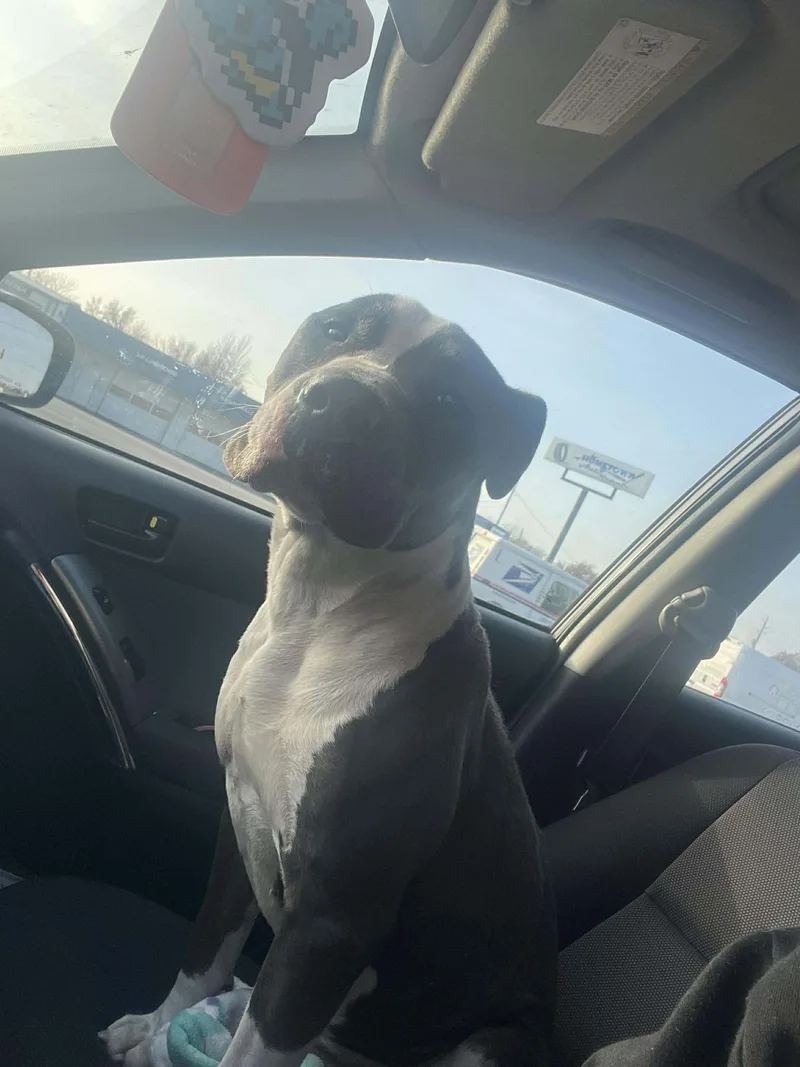 An adult medium-sized male Gray / Blue / Silver Pit Bull Terrier dog named Boyton for adoption in TULSA, OK