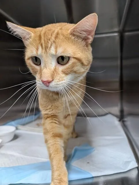 An adult small-sized male Domestic Short Hair cat named Quincy for adoption in Westminster, MD