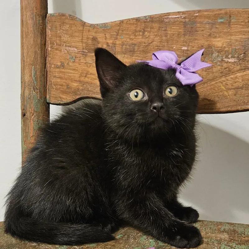 A baby small-sized female Black Domestic Short Hair cat named Juno for adoption in New Albany, OH
