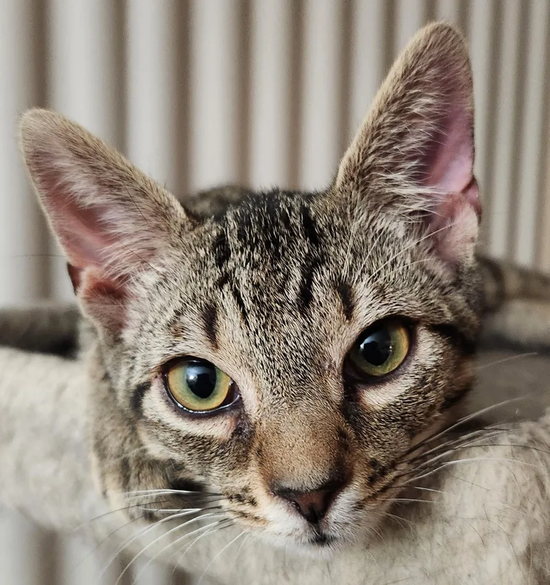 A baby medium-sized male Tabby (Tiger Striped) Tabby cat named Bobby for adoption in Linden, NJ