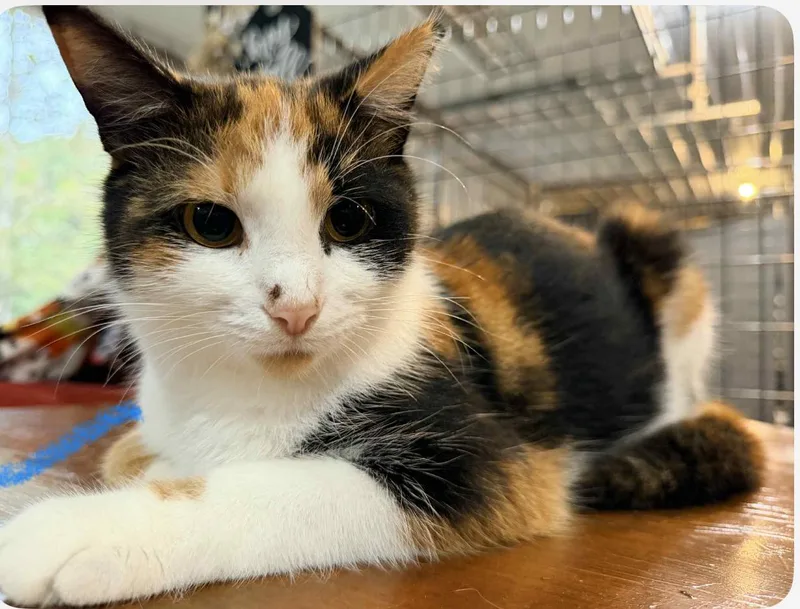 Ginger And Daisy thumbnail 3