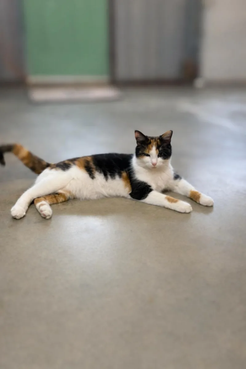 Ginger And Daisy thumbnail 4