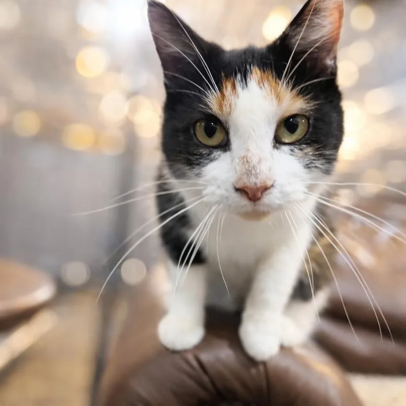 Ginger And Daisy thumbnail 6