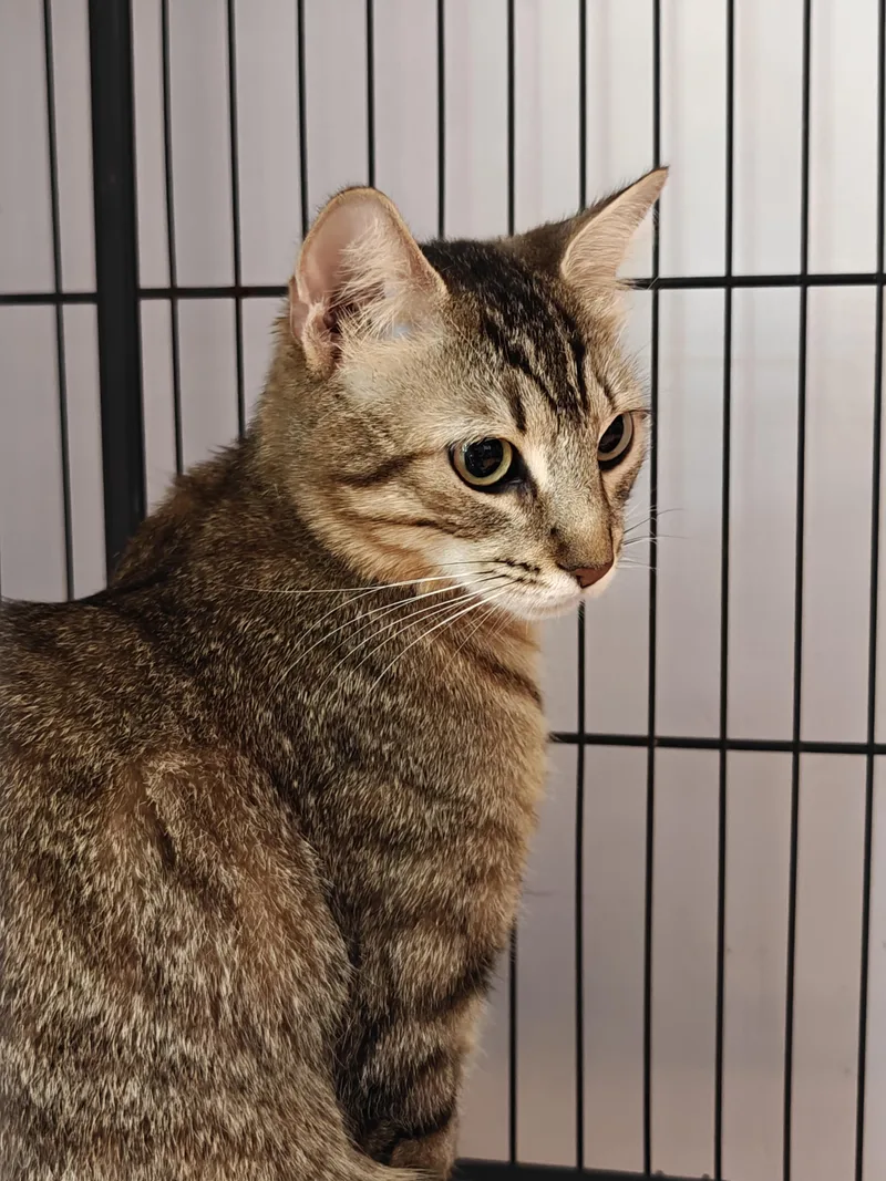 A young medium-sized female Tabby (Buff / Tan / Fawn) Domestic Short Hair cat named Iris for adoption in New Britain, CT