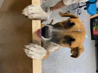 An adult medium-sized male Hound dog named Lucky for adoption in Palmetto, FL