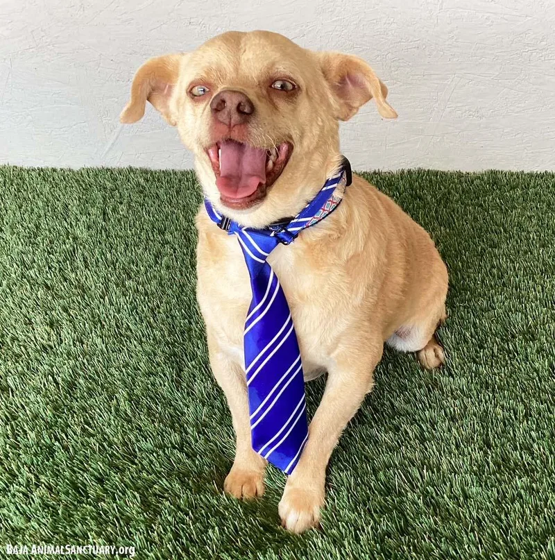 Sylvester thumbnail 2