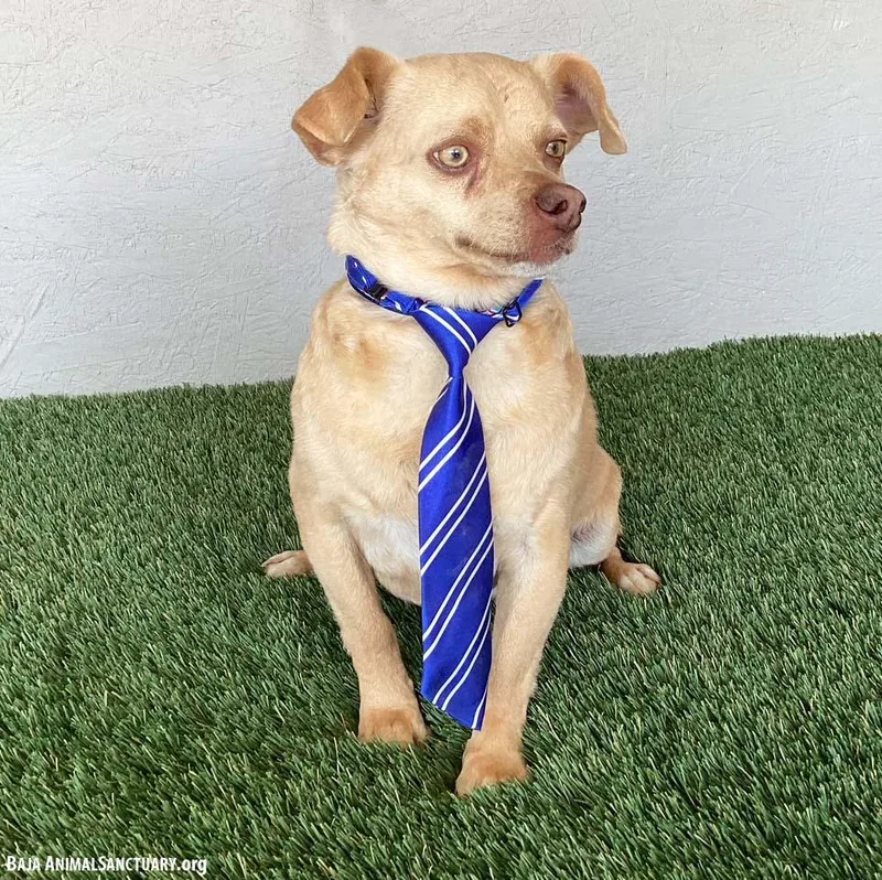 Sylvester thumbnail 3