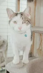 A young medium-sized male Tabby cat named Dax for adoption in Attalla, AL
