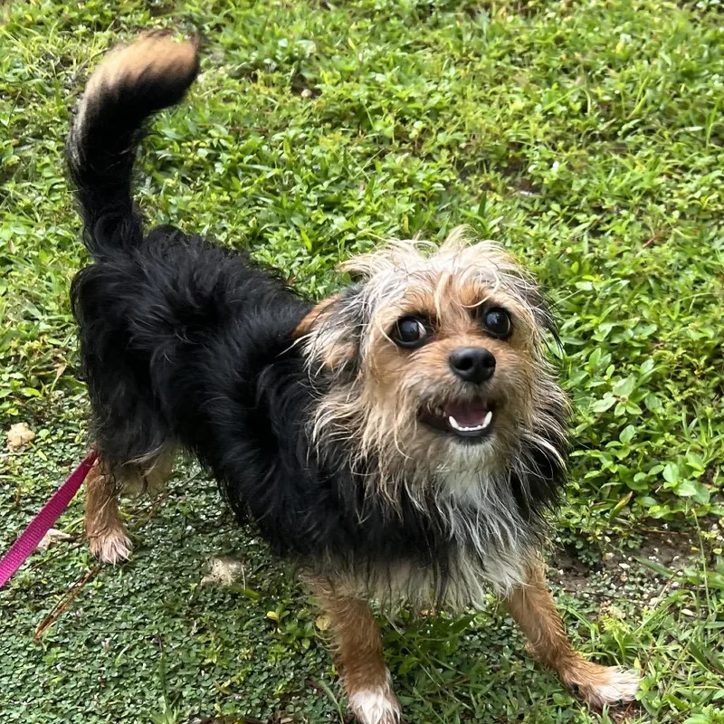 A young small-sized male Mixed Breed dog named Chewbacca for adoption in Naples, FL