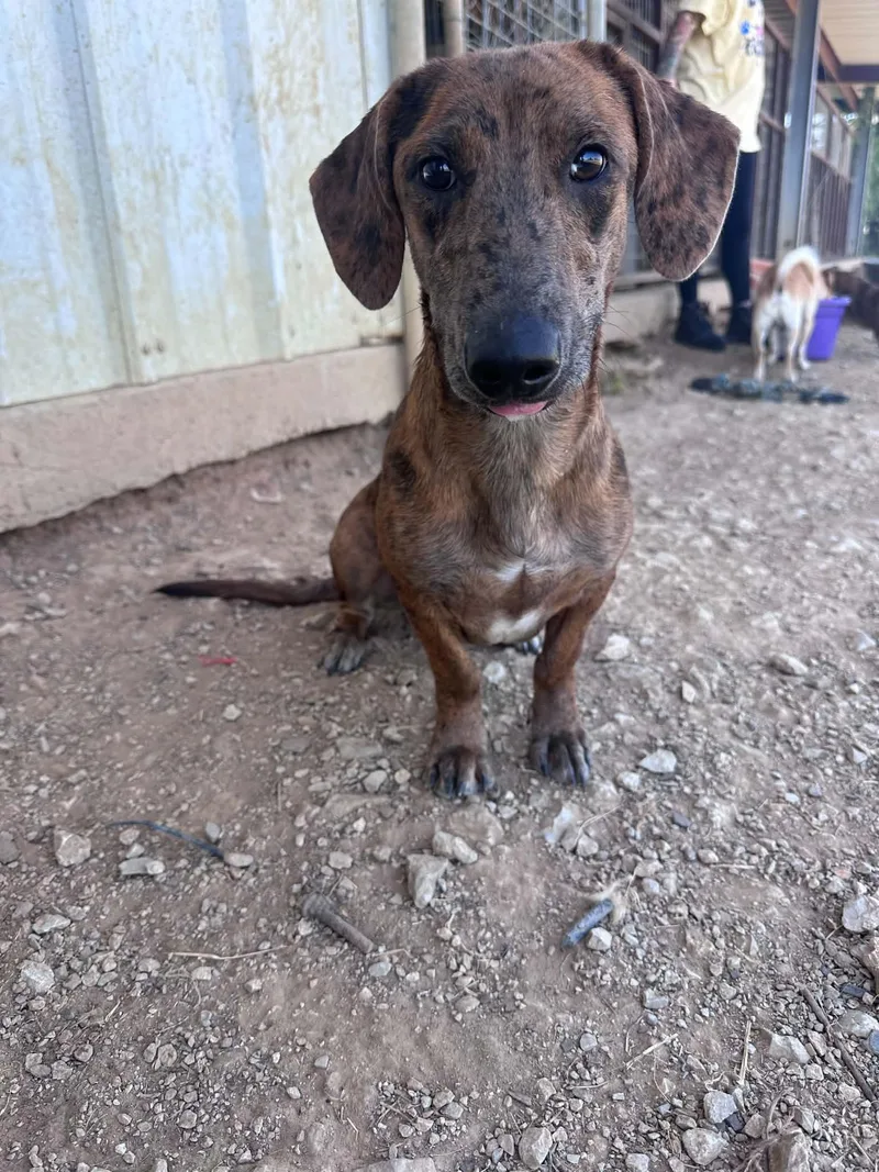 An adult medium-sized male Dachshund dog named Lolo for adoption in Graham, TX
