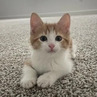 A young small-sized male Orange & White Domestic Short Hair cat named Riddle for adoption in Bentonville, AR