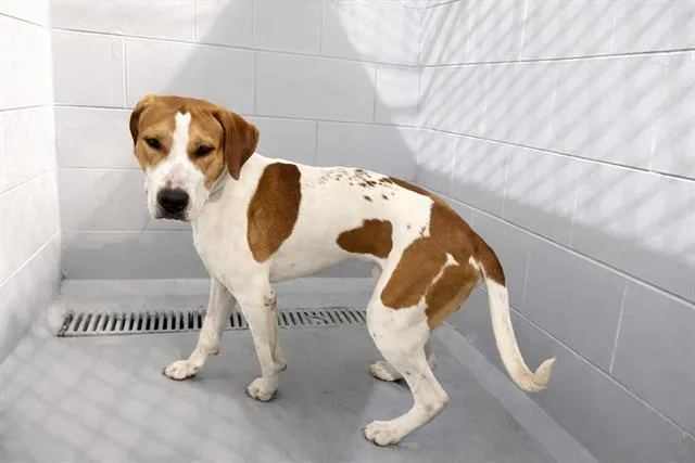 A young medium-sized male Foxhound dog named Buddy for adoption in Winter Haven, FL