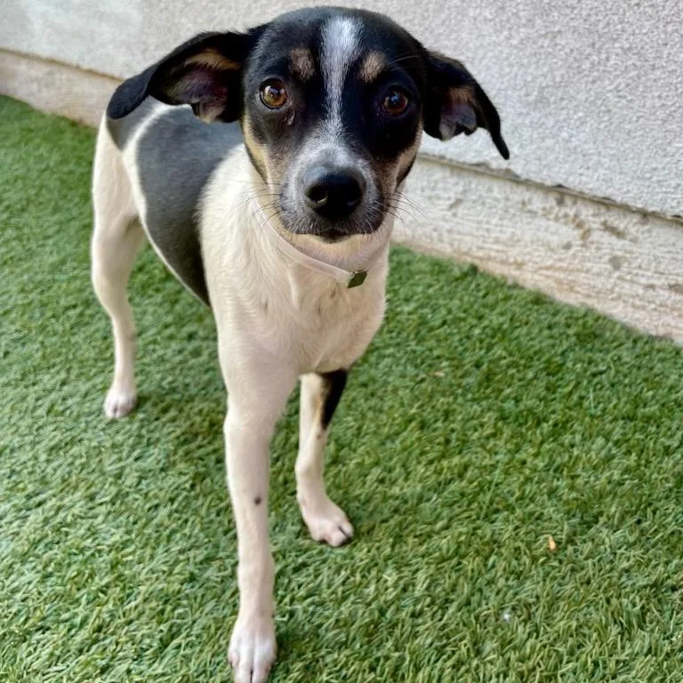 A young small-sized female Black Chihuahua dog named Bran for adoption in Hawthorne, CA