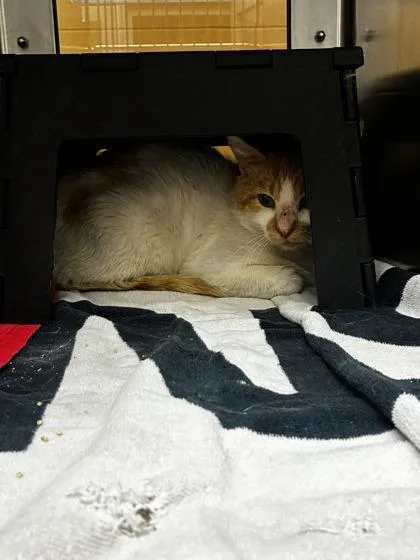 An adult medium-sized male White Domestic Short Hair cat named Potato Dan Celebrates Christmas for adoption in Wichita, KS
