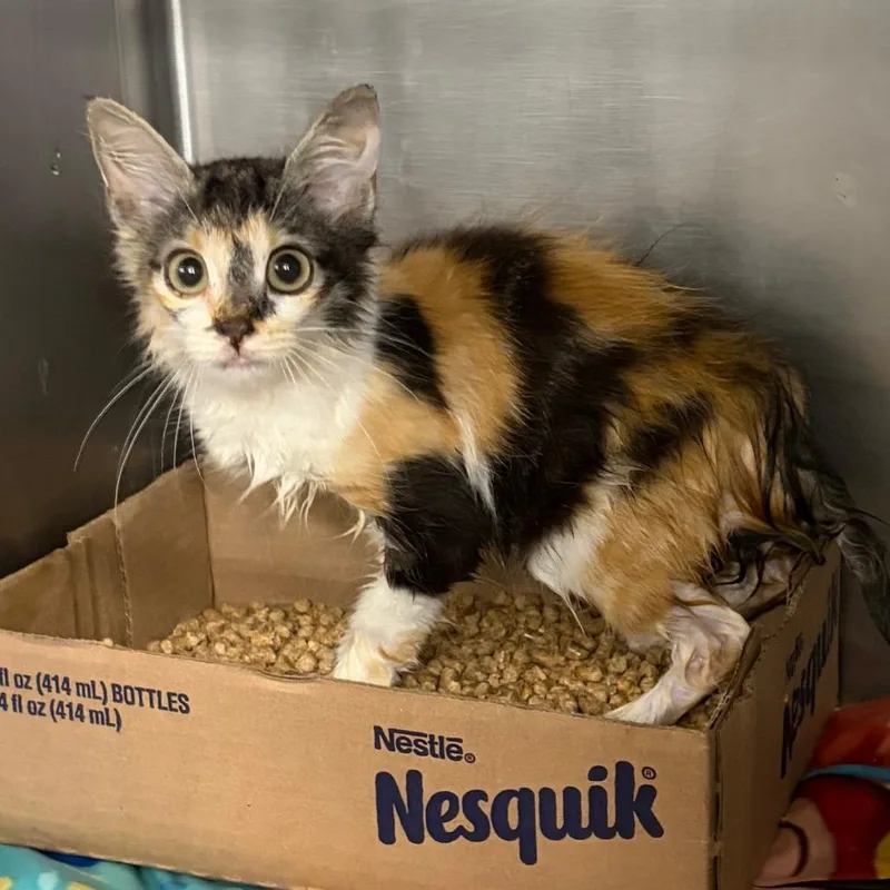 A baby small-sized female Calico Domestic Long Hair cat named Juno for adoption in Lake Jackson, TX