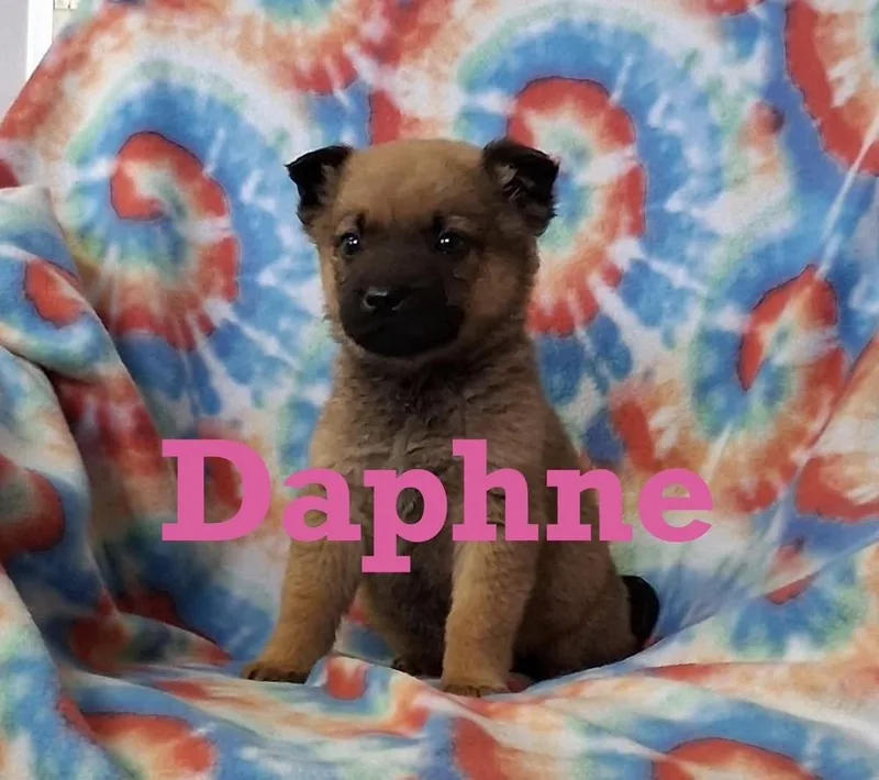 Daphne