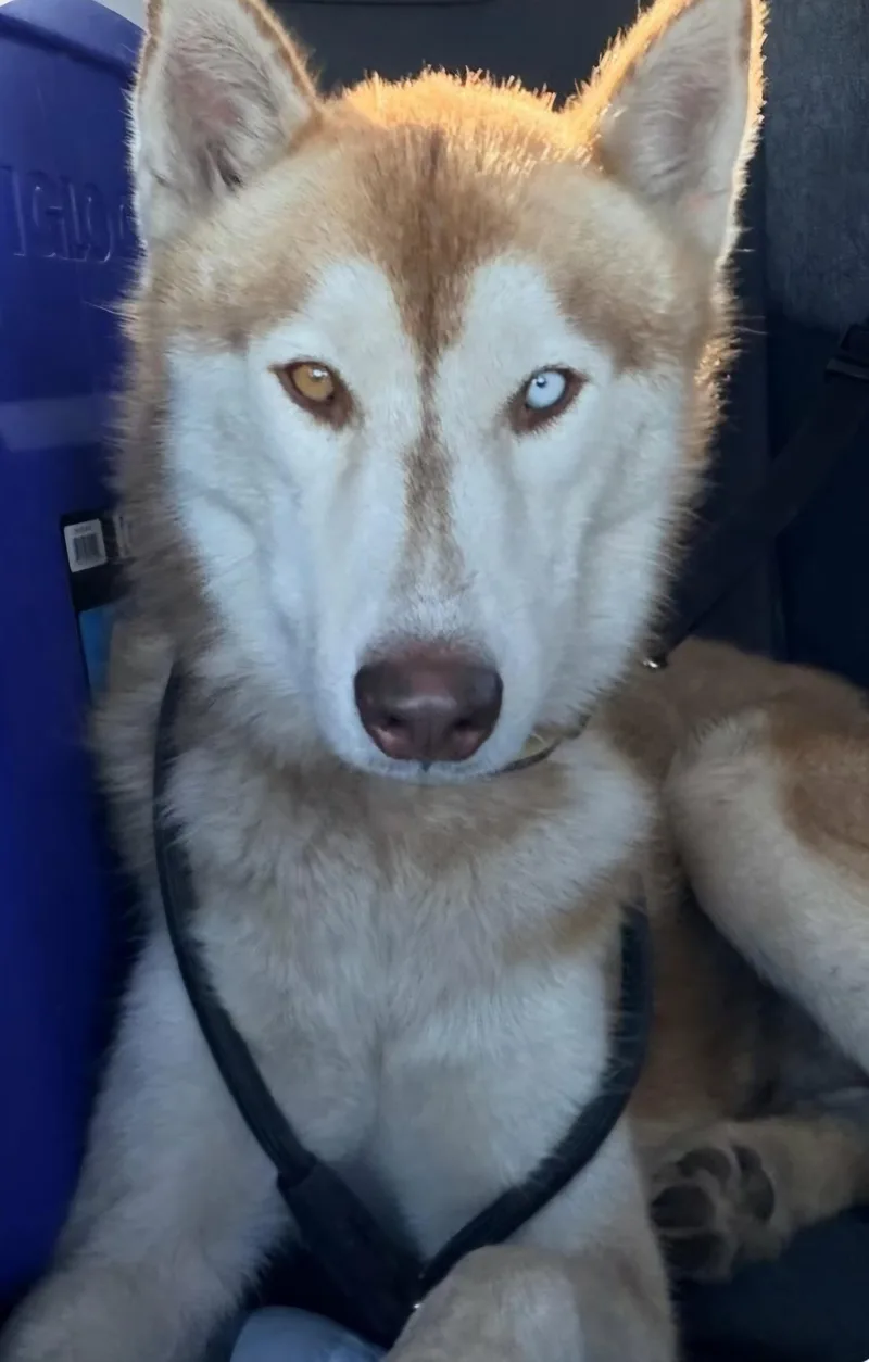 A young medium-sized male Siberian Husky dog named Ernie for adoption in Gregory, TX