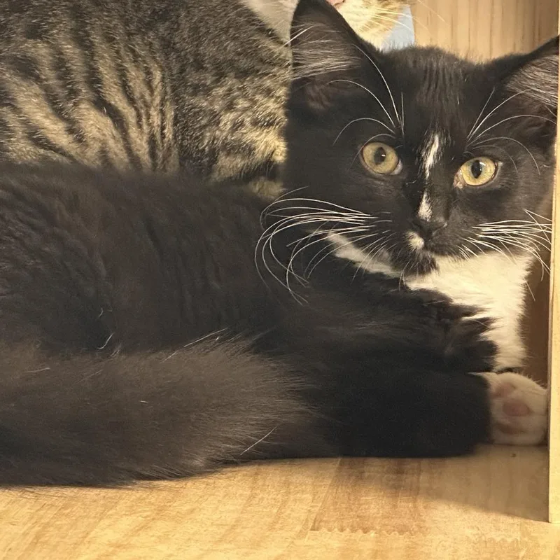 Bootsy
