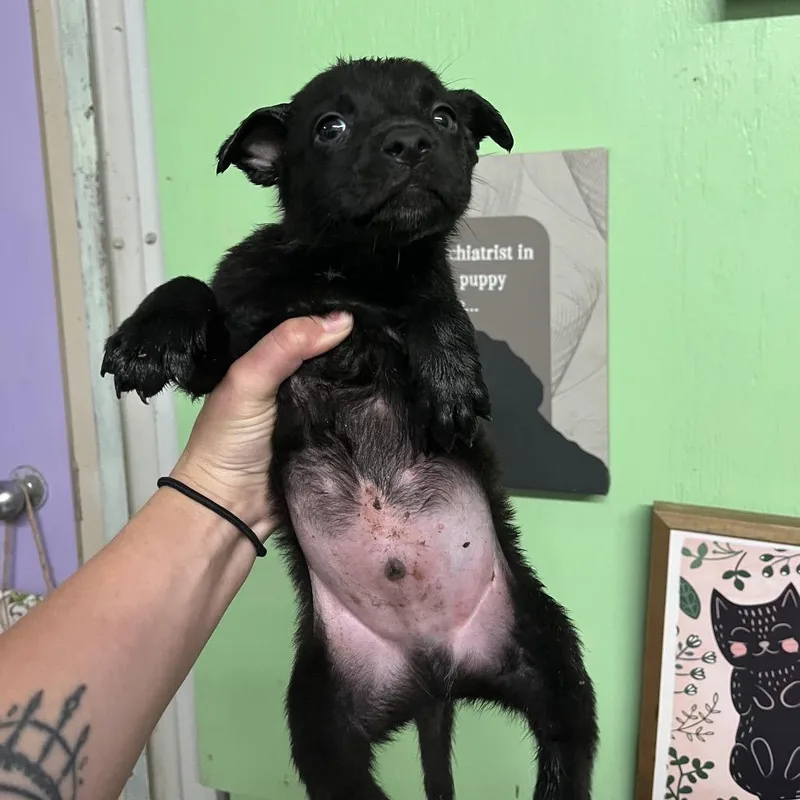 Astro