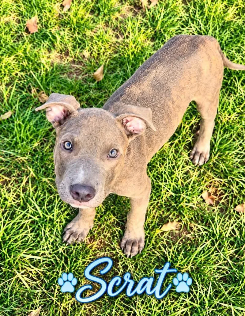 A baby medium-sized male Yellow / Tan / Blond / Fawn Mixed Breed dog named Scrat for adoption in Brewton, AL