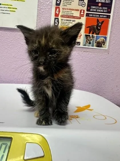 A baby small-sized female Black Domestic Short Hair cat named Elena for adoption in El Paso, TX