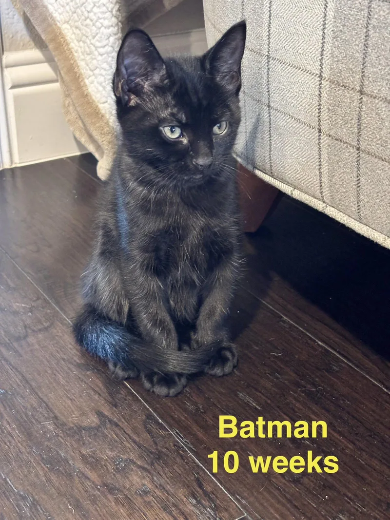 A baby medium-sized male Black Domestic Short Hair cat named Batman L for adoption in Frisco, TX