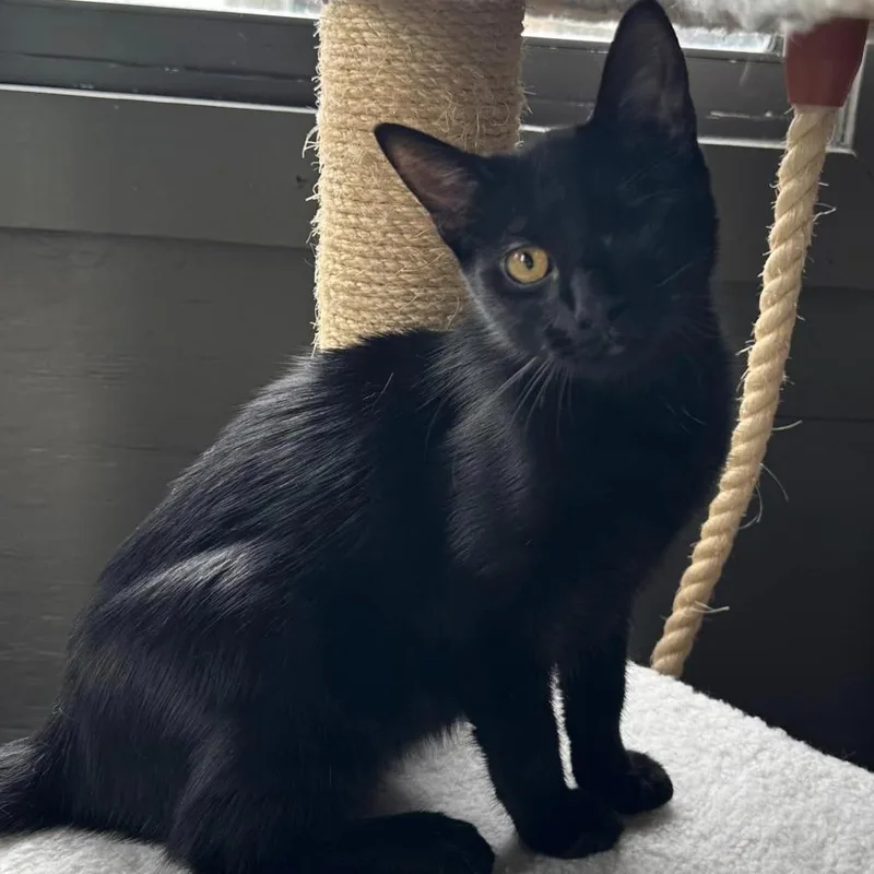 An adult medium-sized female Black Domestic Short Hair cat named Kikko for adoption in Freeport, FL