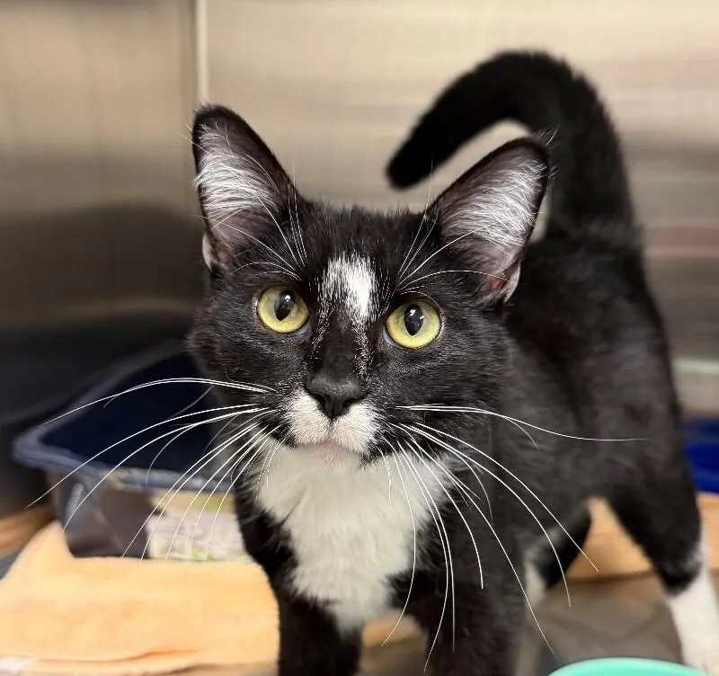 A young medium-sized male Domestic Short Hair cat named Topaz for adoption in Yankton, SD