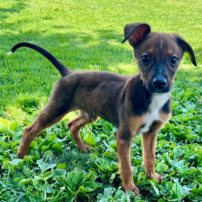A baby small-sized male Bicolor Mixed Breed dog named Freddie Mercury for adoption in Baldwin, MD
