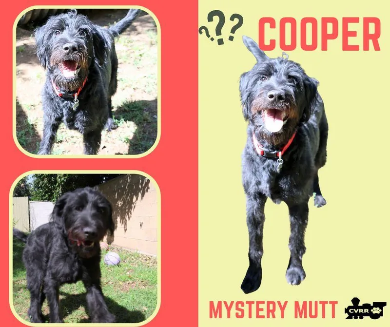An adult large-sized male Standard Poodle dog named Cooper for adoption in LINDSAY, CA