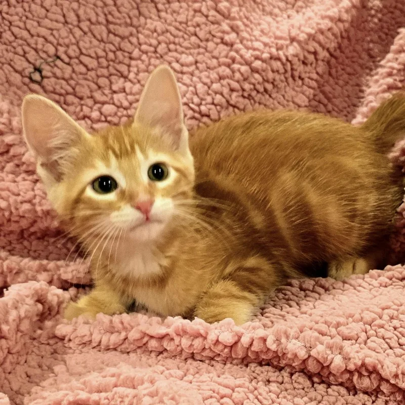 A young small-sized male Tabby (Orange / Red) Domestic Short Hair cat named Joker for adoption in Bentonville, AR