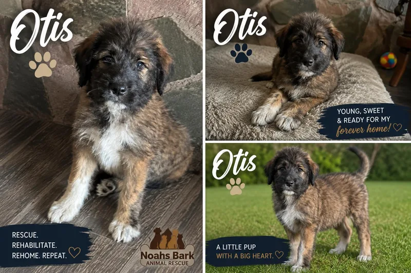 Otis