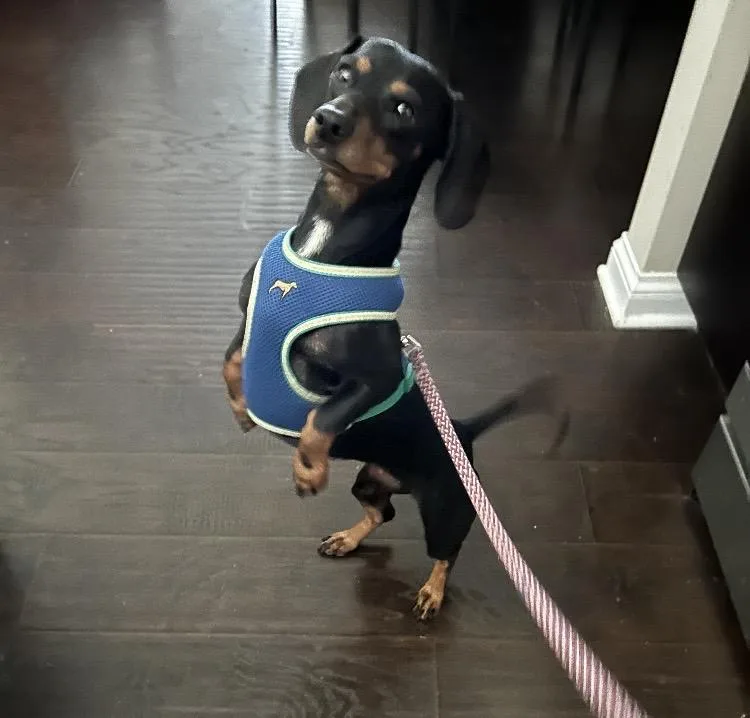 An adult small-sized female Dachshund dog named Purdy for adoption in Coatesville, PA