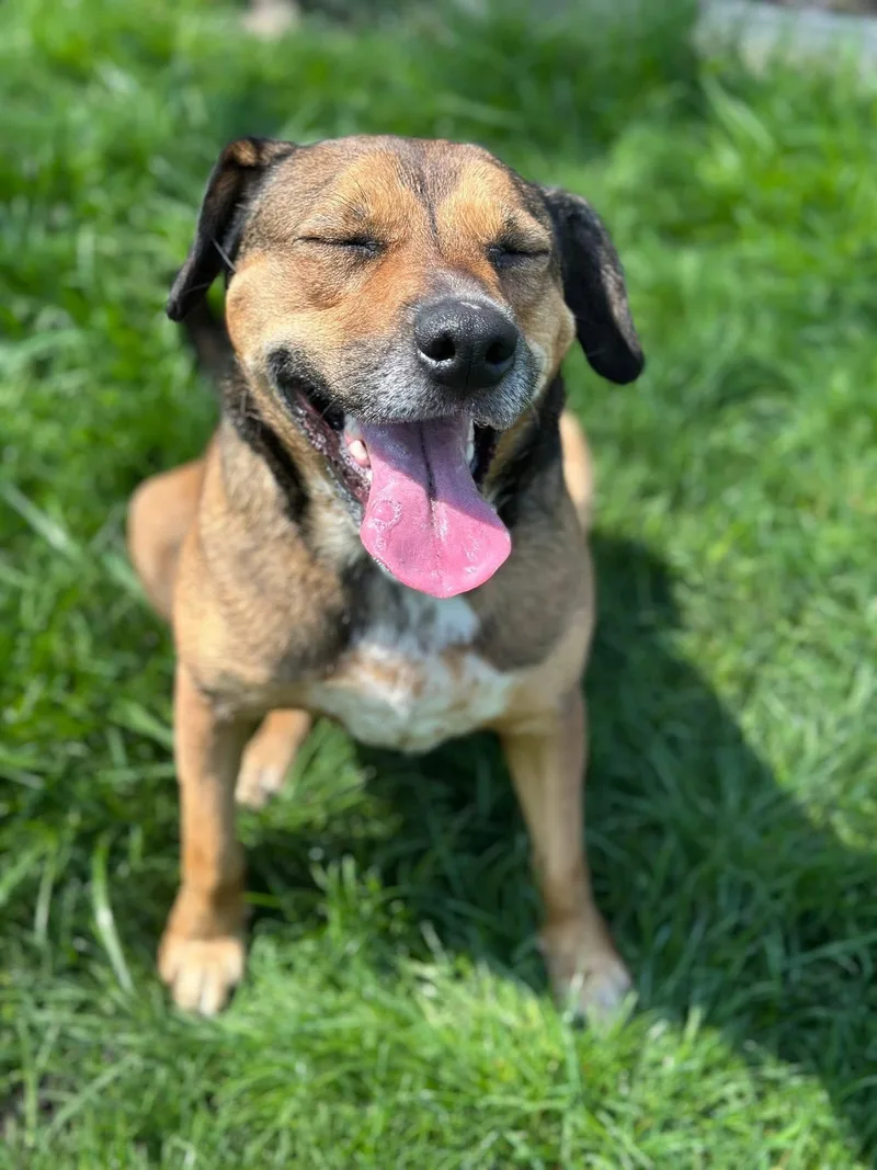 An adult large-sized male Bicolor Shepherd dog named Avenger Lokee for adoption in Orland Park, IL