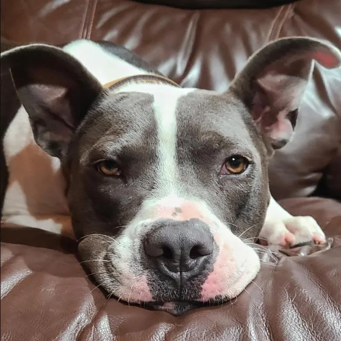 Rocky Xxiv thumbnail 2