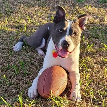 Rocky Xxiv thumbnail 3