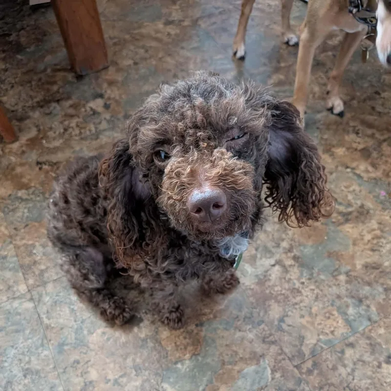 A young small-sized male Miniature Poodle dog named Brownie for adoption in Grafton, OH