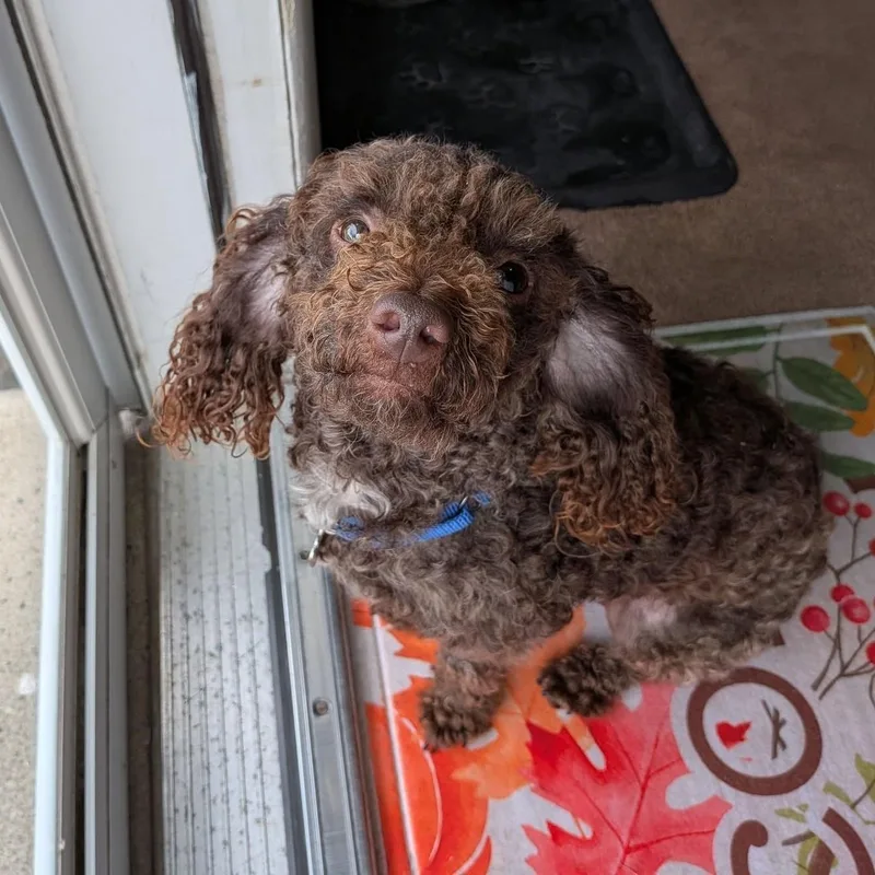 Brownie thumbnail 2