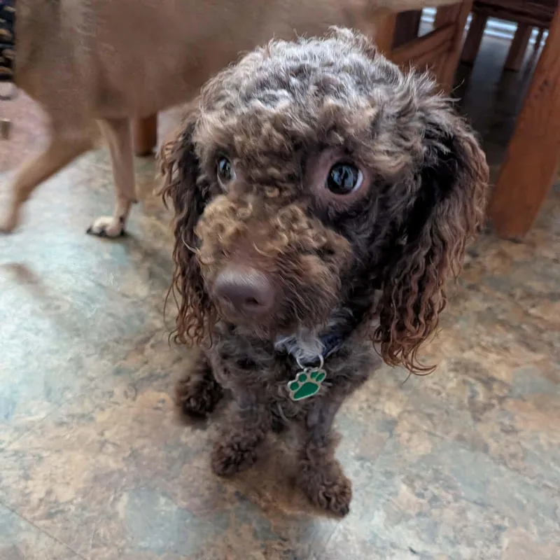 Brownie thumbnail 3