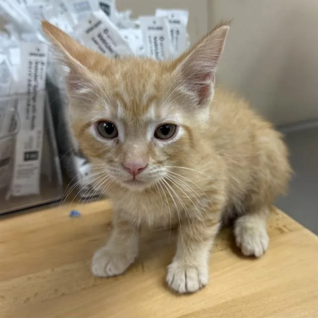 A baby small-sized male Domestic Medium Hair cat named Leonidas for adoption in Rancho Cucamonga, CA