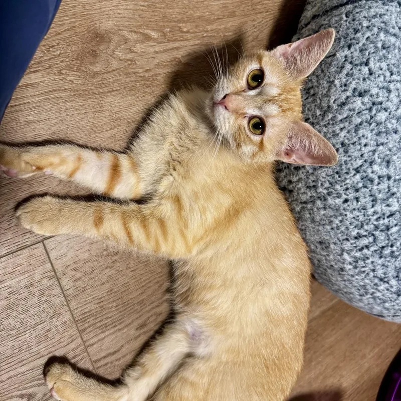 A baby small-sized female Orange / Red Domestic Short Hair cat named Lena for adoption in Wichita, KS