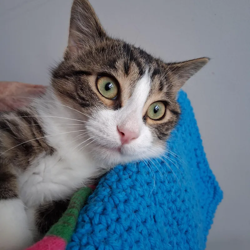 A baby medium-sized female Tabby (Gray / Blue / Silver) Domestic Short Hair cat named Lyric for adoption in Northfield, MN