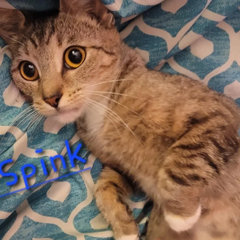 Miss Spink