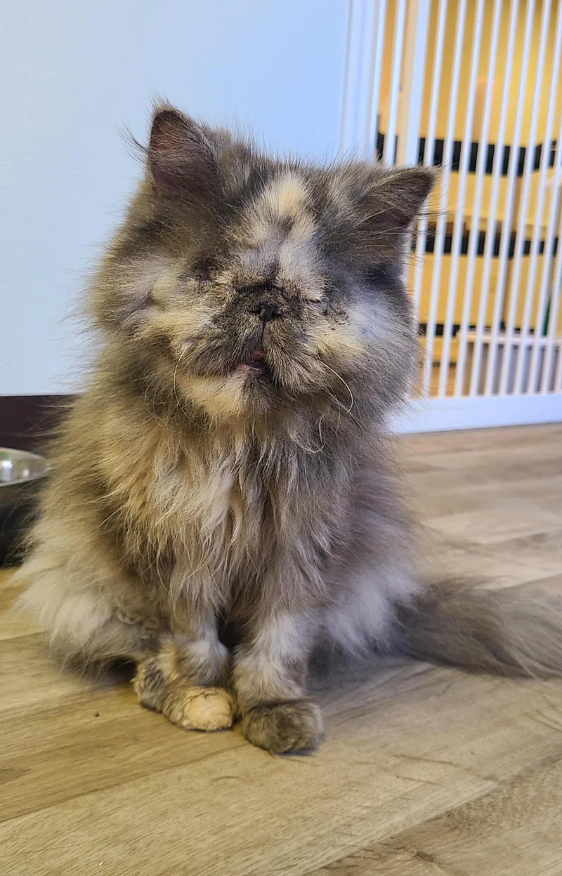A young medium-sized female Persian cat named Bonnie for adoption in Albany, NY