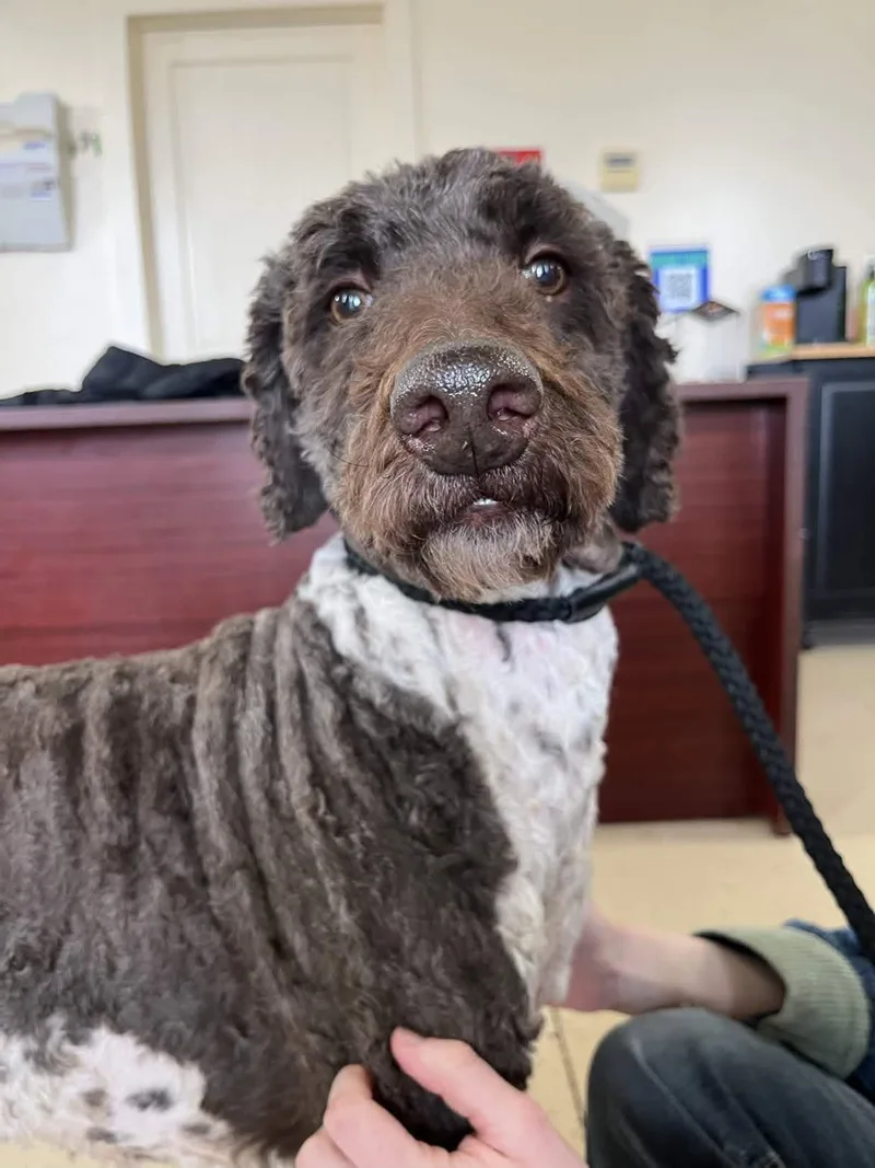 An adult medium-sized male Brown / Chocolate Labradoodle dog named Beau for adoption in Mount Sterling, KY