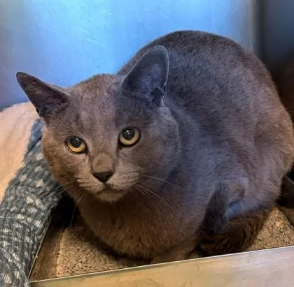 A young medium-sized male Domestic Short Hair cat named Smokey for adoption in Baraboo, WI