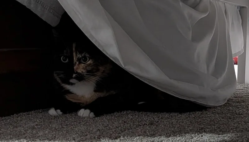An adult medium-sized female Calico cat named Mustard Bonded With Kale for adoption in Hillsboro, OR