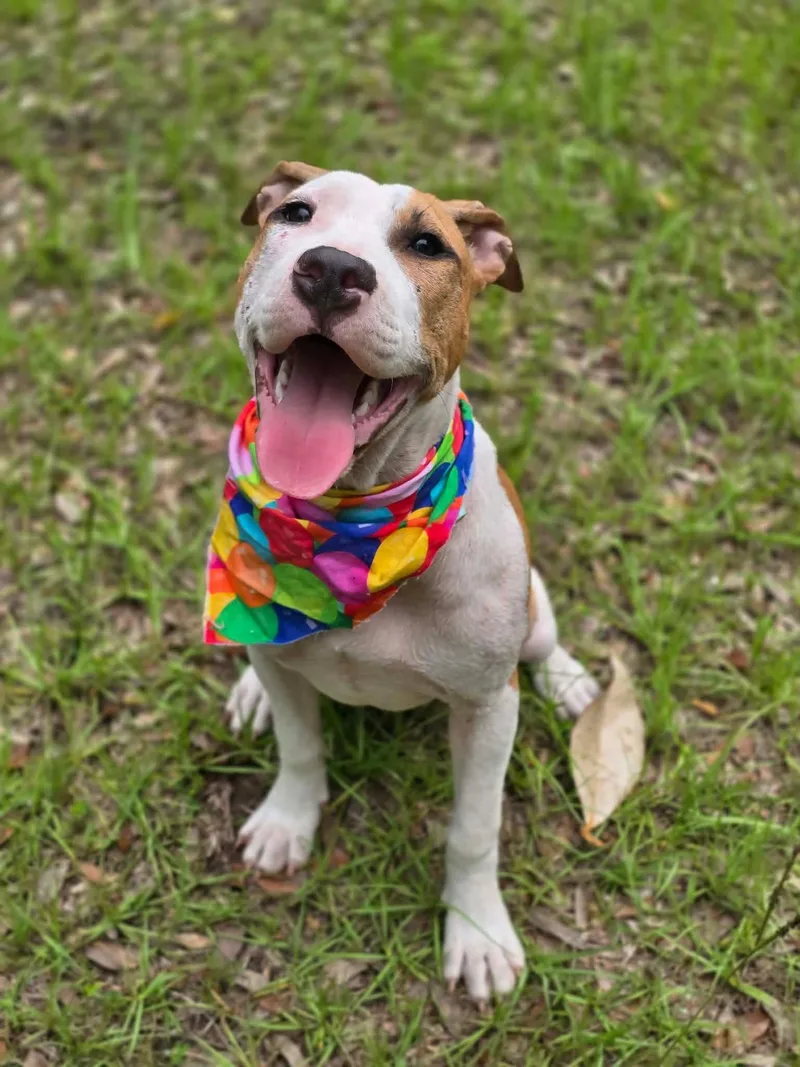 A baby medium-sized female American Bully dog named Crumpet for adoption in Milton, FL